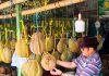 Durian Godaan Yang Berduri